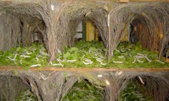 Musée Alphonse Daudet  - Maison des Traditions ardéchoises