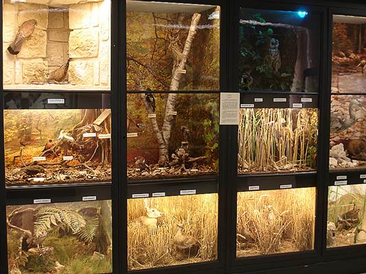 Musée des Beaux-Arts et d'Histoire naturelle