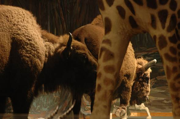 Muséum d'Histoire naturelle