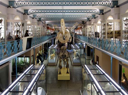 Musée d'Histoire naturelle