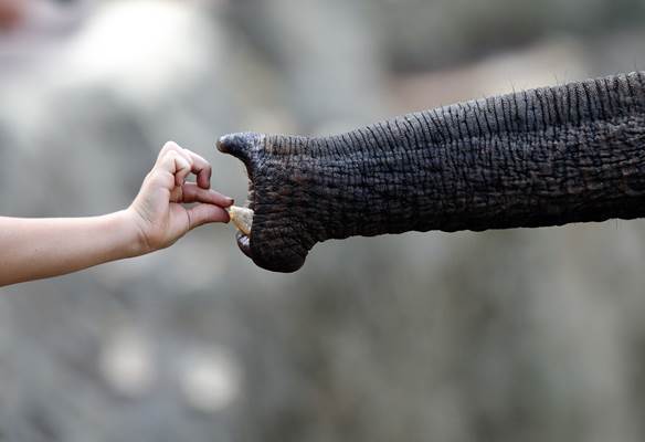 Parc zoo de Beauval