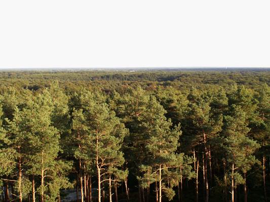 La forêt d'Orléans