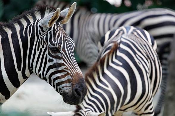 La Palmyre et son parc zoologique
