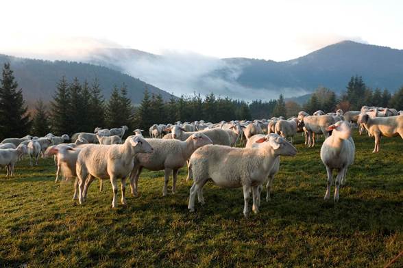 Le Parc naturel régional des Monts d'Ardèche