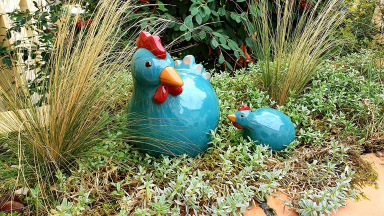 Les poulettes du gîte La Grangette