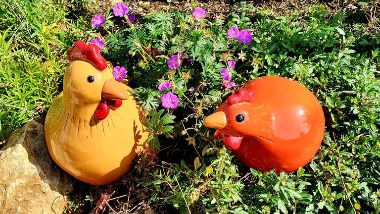 Les poulettes du gîte Le Cantalou