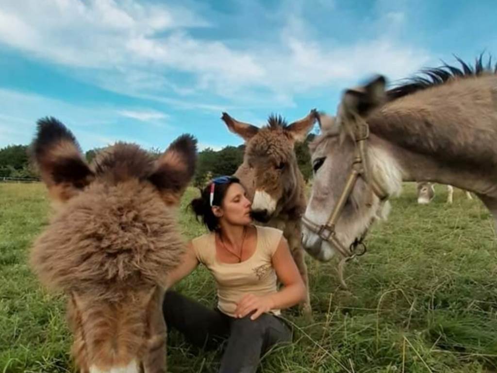 ânes de la ferme Juli'ânesse