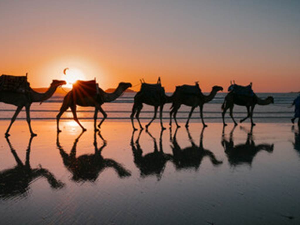 Dromadaire Essaouira