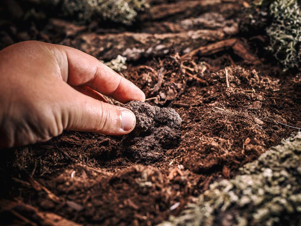 Recherche de truffes en Haute-Marne