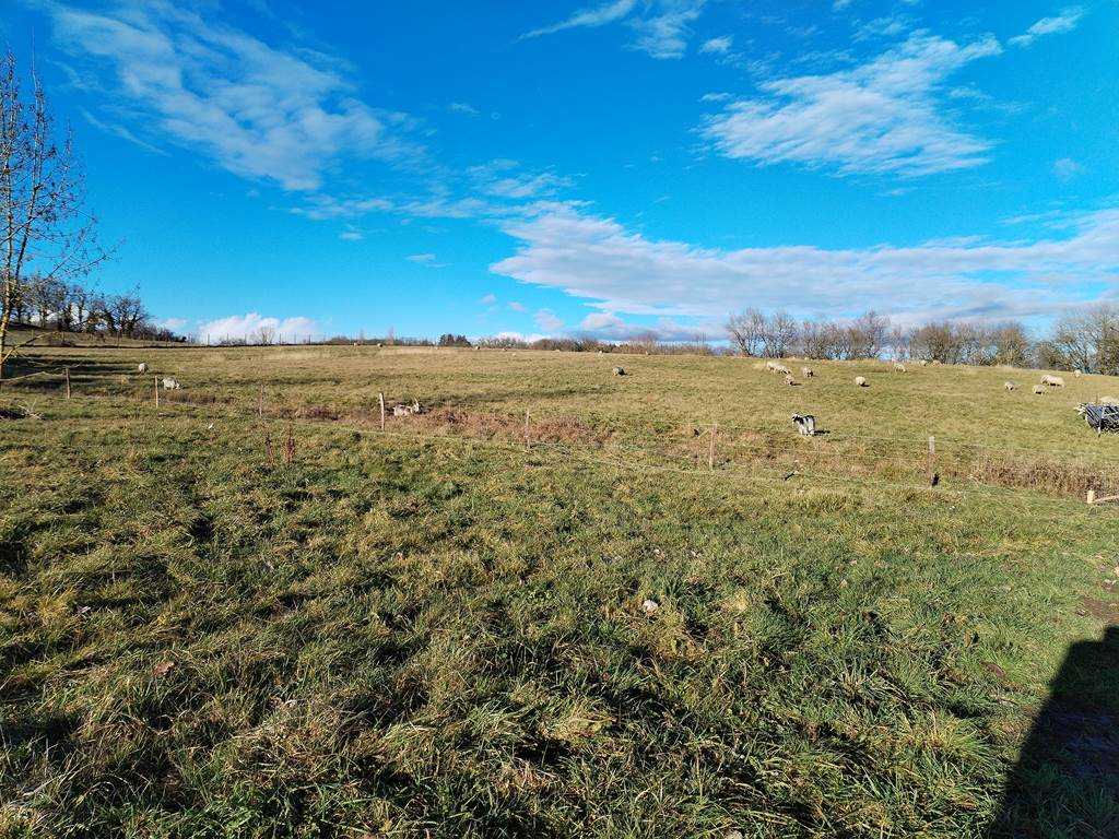 vue sur les animaux de la ferme - moutons - chèvres