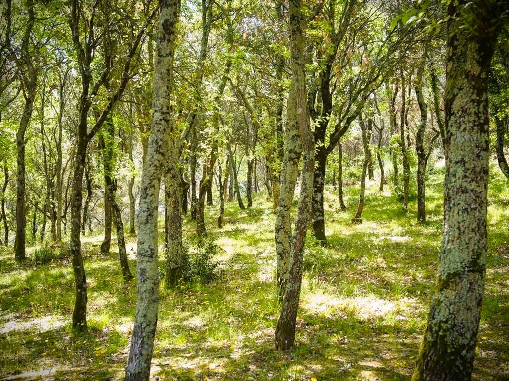 forêts de chênes cocody