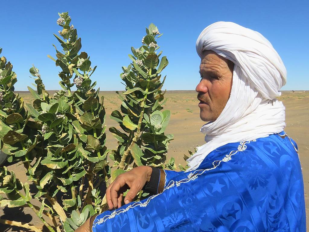 Ali et les plantes du désert
