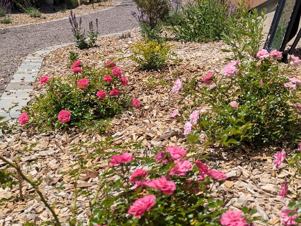 les-fleurs-s-épanouissent