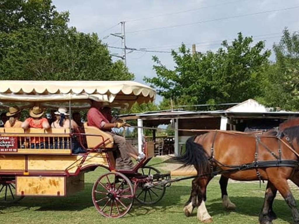 les Calèches de Camargue au Cailar