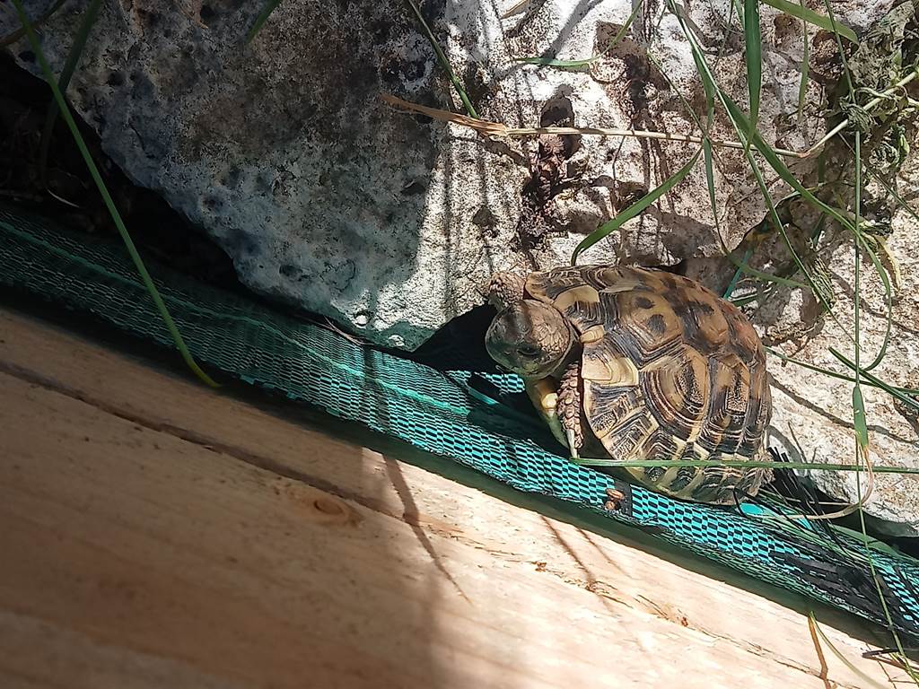 nos deux tortues  et quelle maisonnette !