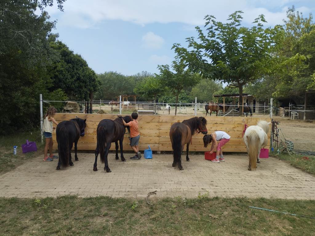 balade à poney Pyrénées-Orientales  promenade poney 66  activité enfant Pyrénées-Orientales  poney club 66  centre équestre Pyrénées-Orientales  balade à cheval 66  activité famille Pyrénées-Orientales  équitation enfant 66  balade à poney près de Perpignan  balade à poney bompas, claira, toreilles, barcares, canet en roussillon, sainte marie, Thuir, Pézilla, elne, cabestany, rivesaltes, saint estève