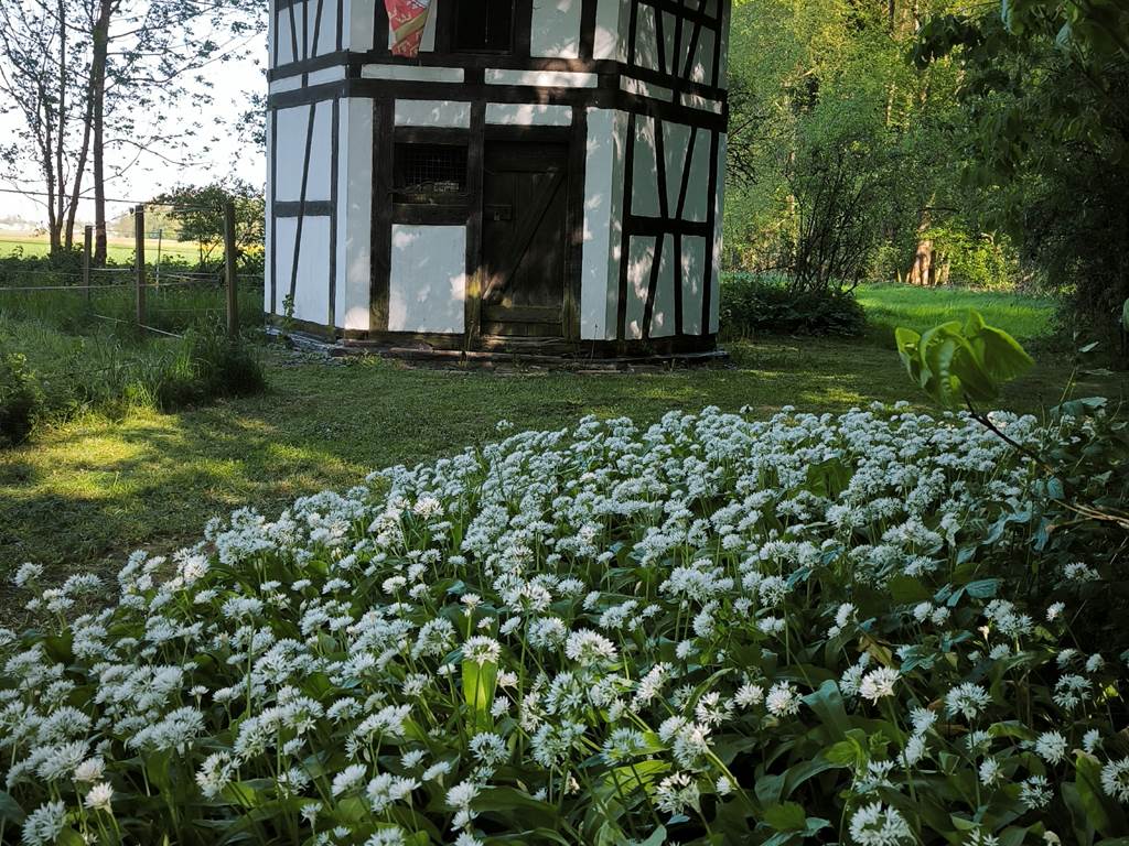 nature, forêt, jardin