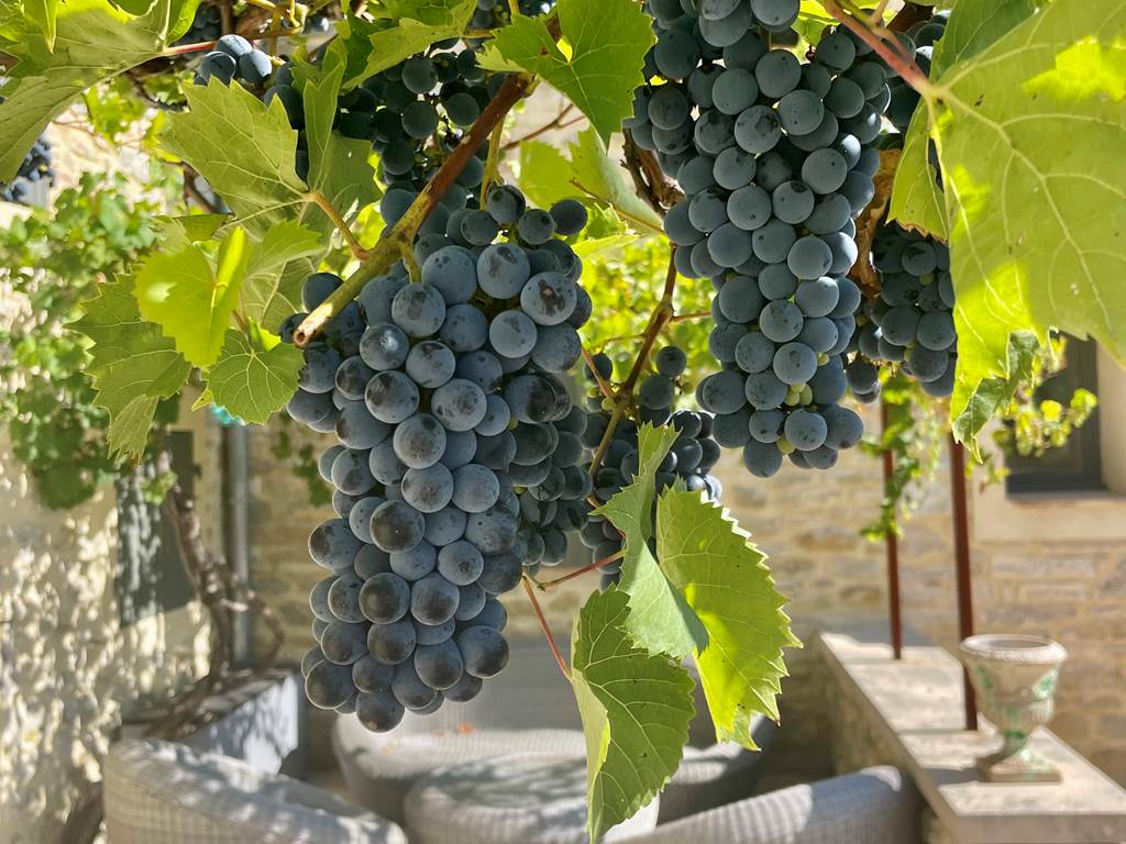 Une passion à la Serre des Mourgues