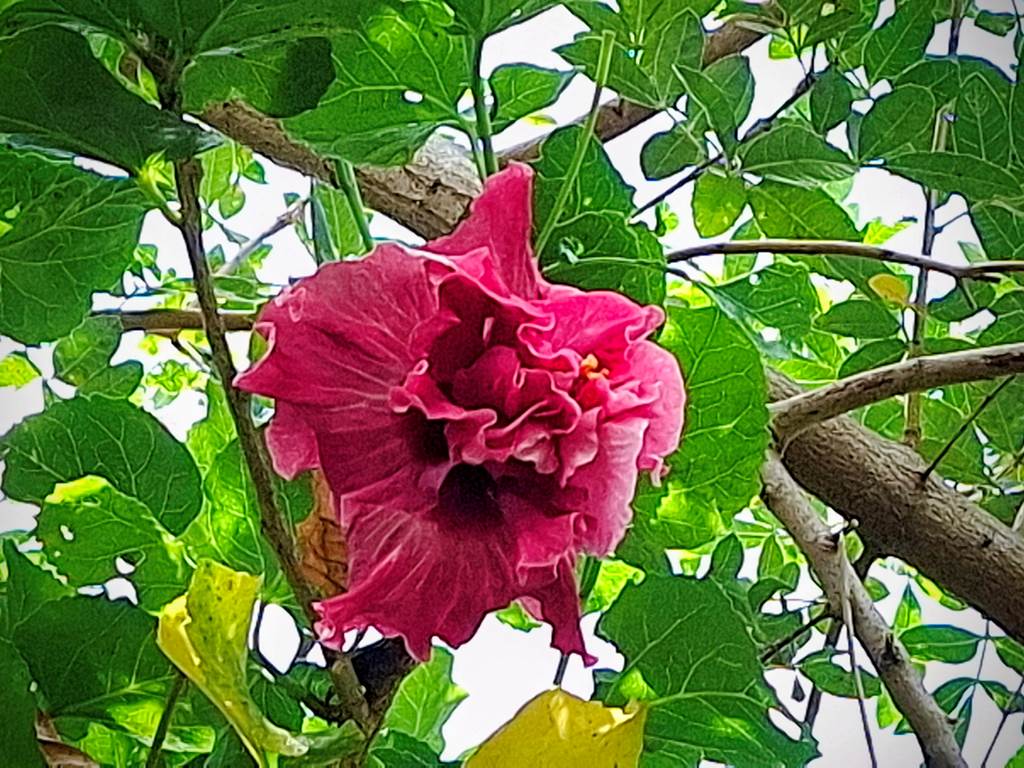 HIBISCUS