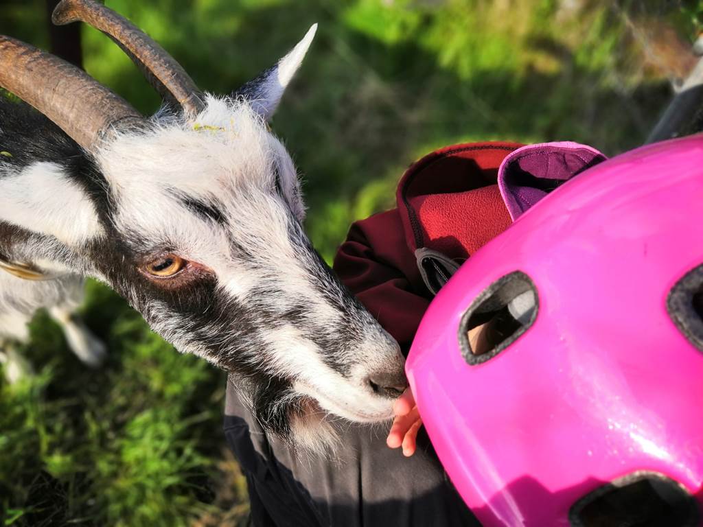 chèvre et enfant