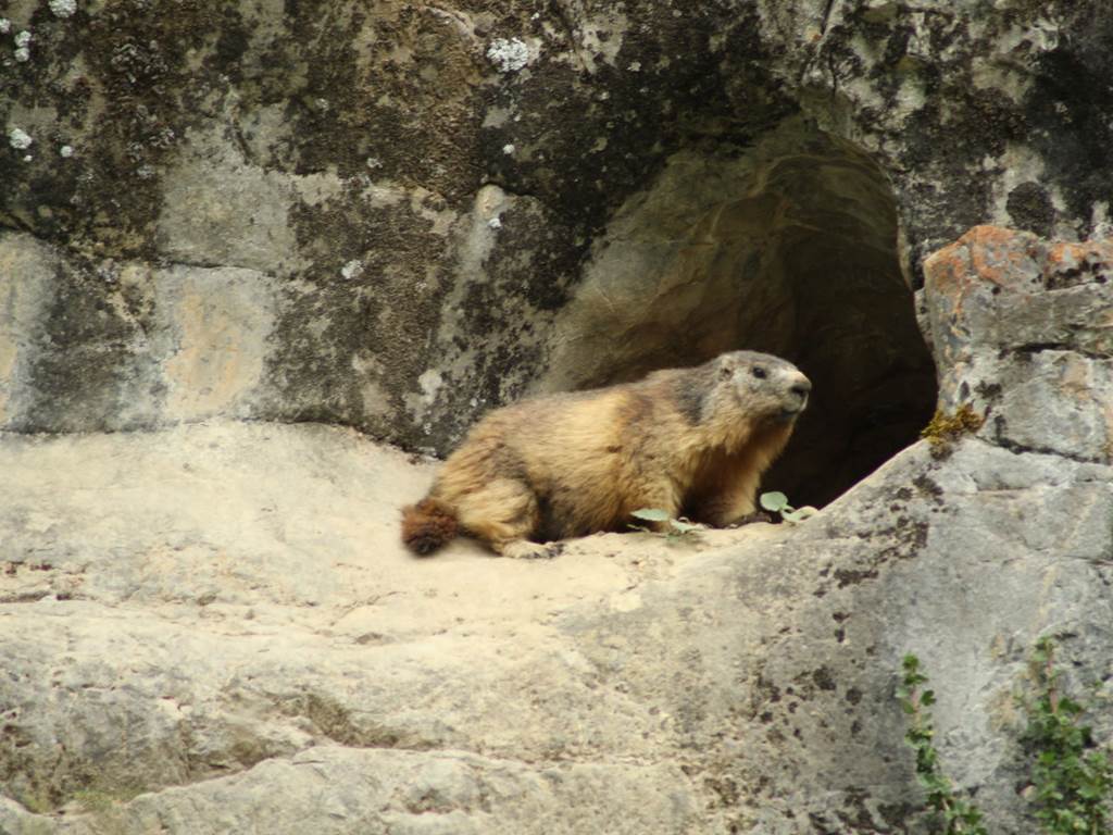 Une marmotte