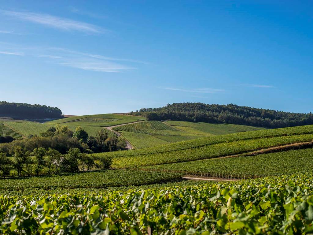 Vignoble ©Laurent Lempens