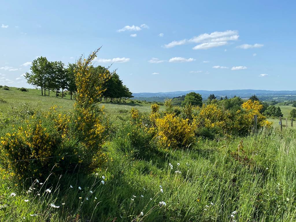 Les terres de la chouette, les genêts en fleurs dans le paysage Limousin
