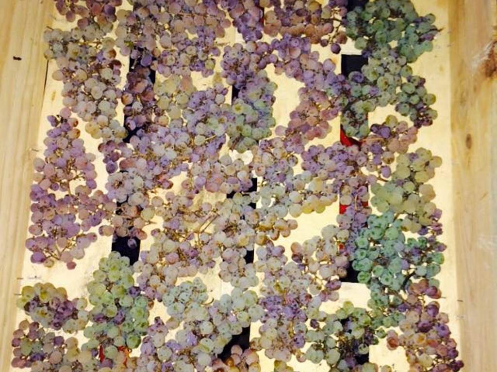 Séchage des grappes pour le Vin de Paille