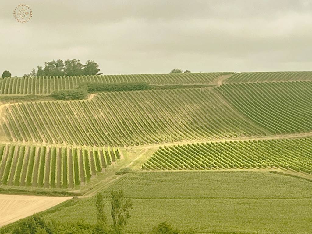 Domaine Laougué - le vignoble tryptique 1