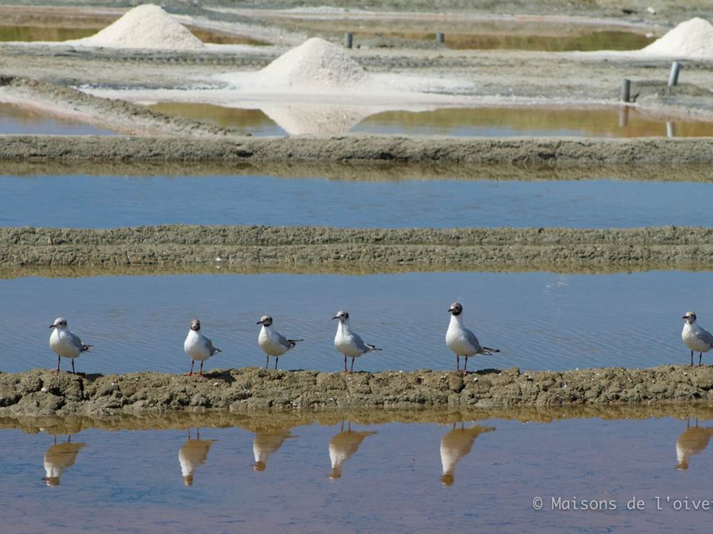 Re´_mouettes_marais_salants