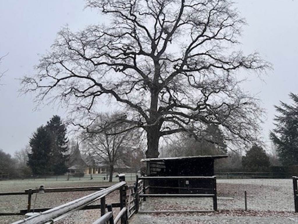 Le chêne majestueux