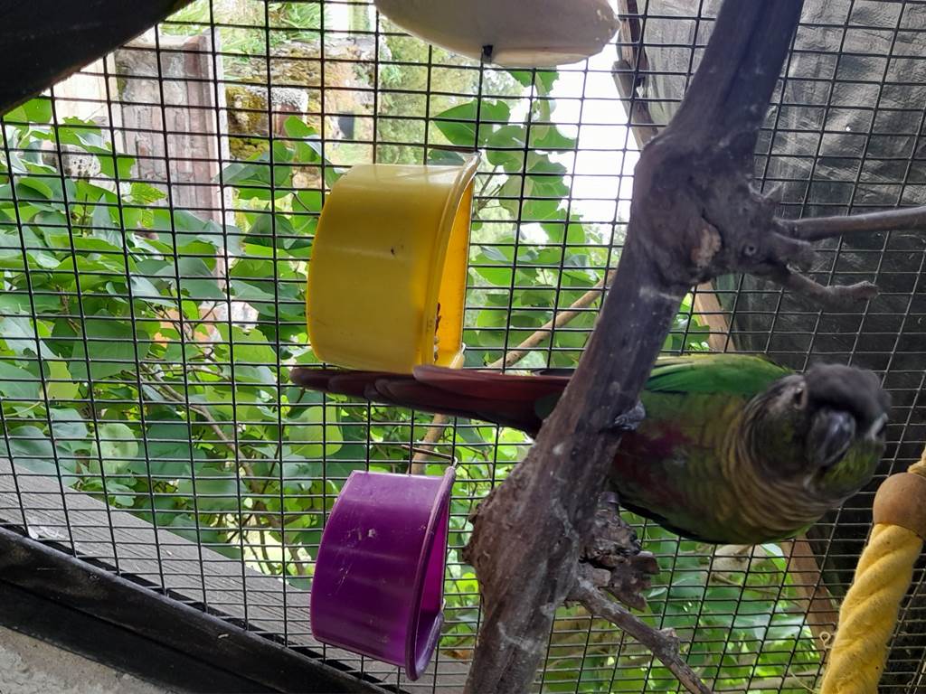Nos conures qui vivent dans le pigeonnier