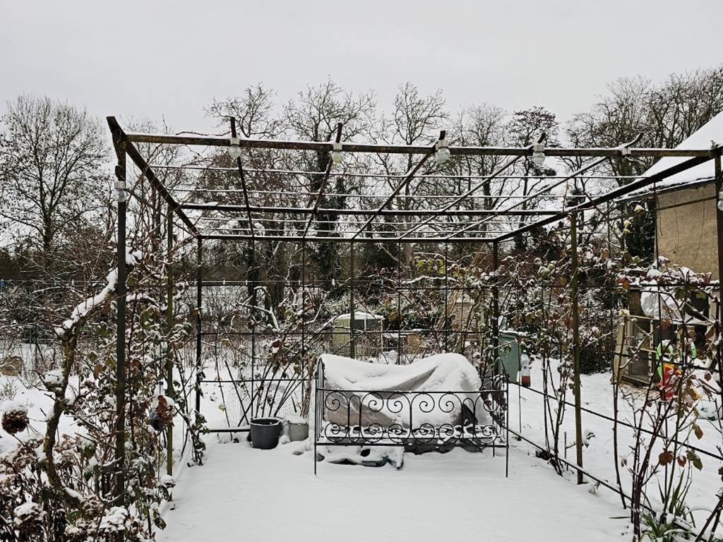 Murier sous la neige 0126