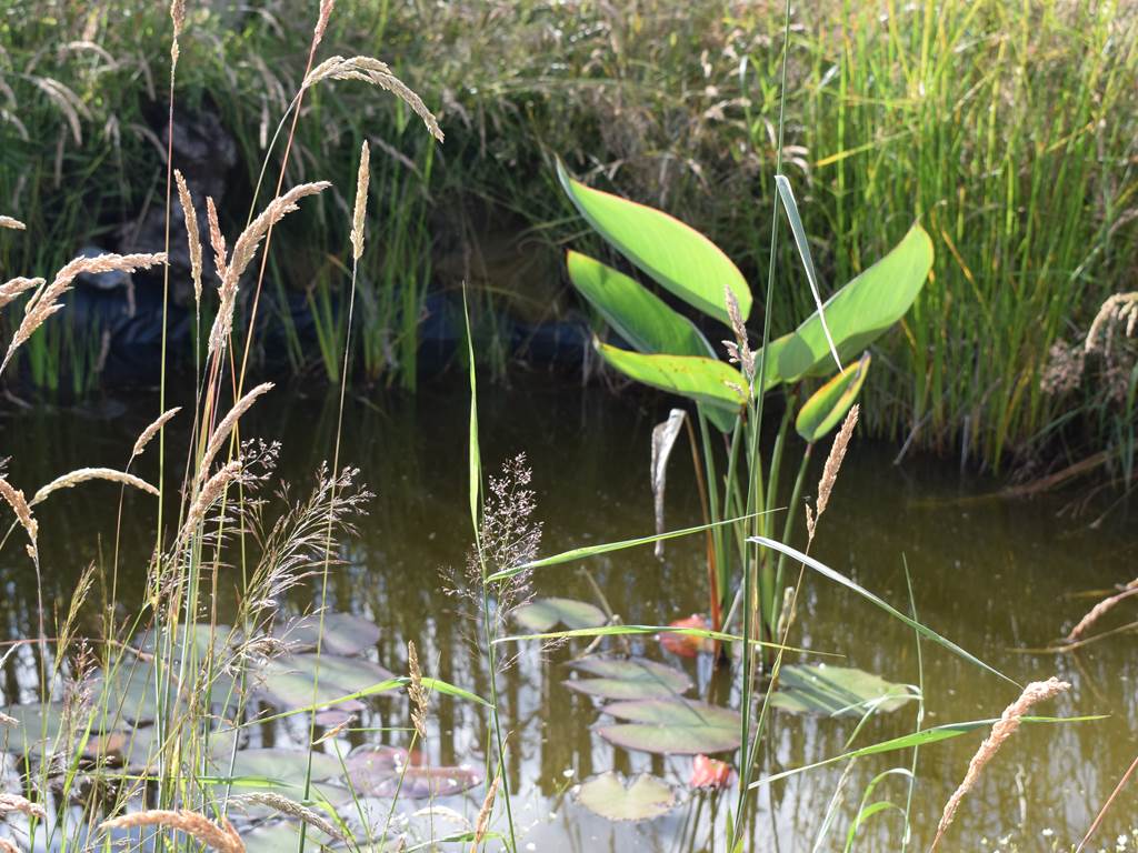 Mare aux grenouilles