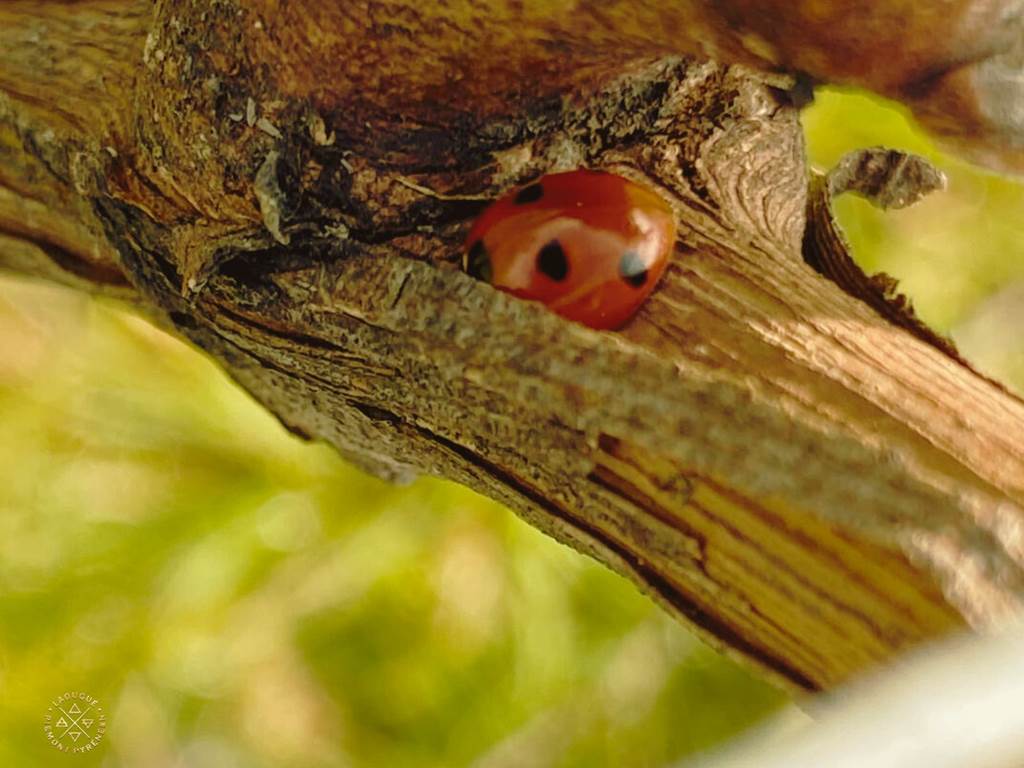 Domaine Laougué biodiversity - Coccinelle