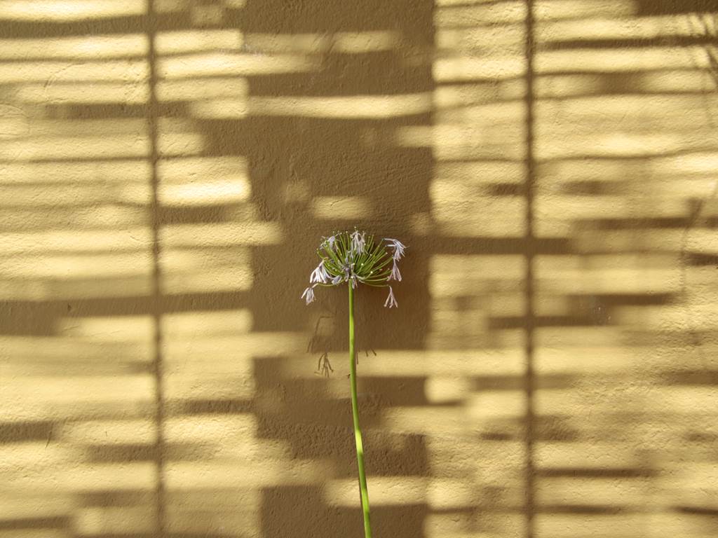 jeu d'ombre dans la cour jardin