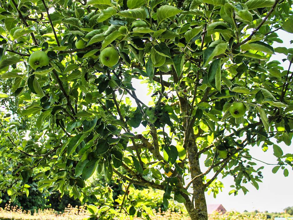 Pommier-du-jardin-Le-Relai-de-Lou