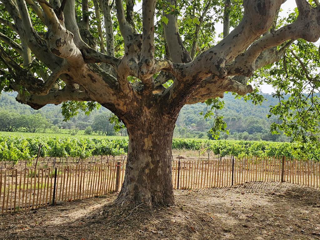 MAGNIFIQUE PLATANE 2