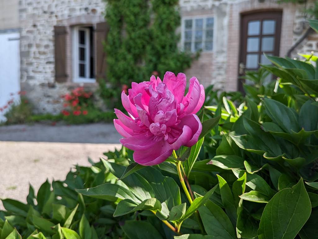 Pivoine en fleur du jardin privatif de la Ferme de la Chevêche - Gîte des Monts d'Ambazac en Limousin