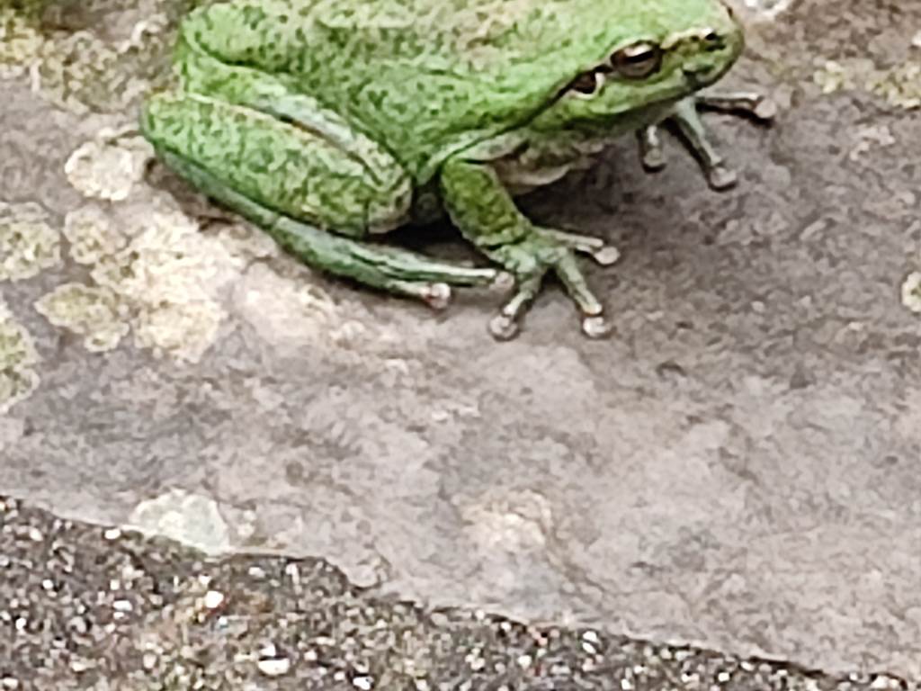 Grenouille du Mas