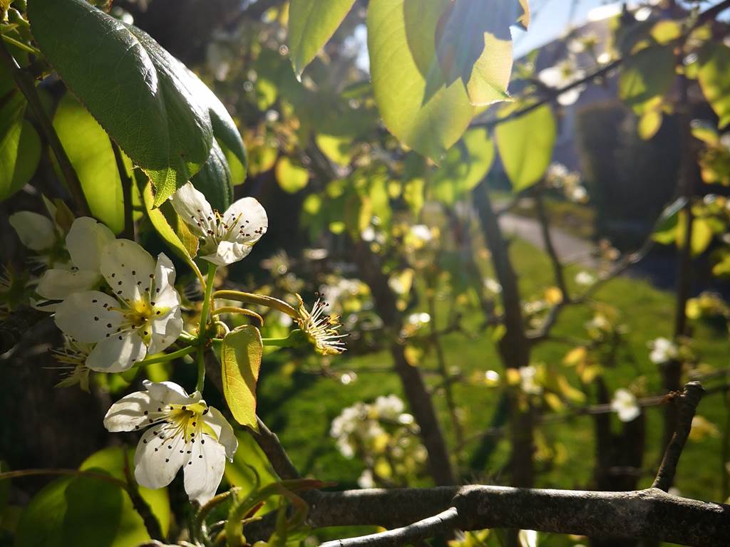 fleur de poire du jardin