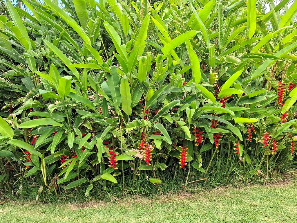 Heliconia rostrata - Bec de perroquet
