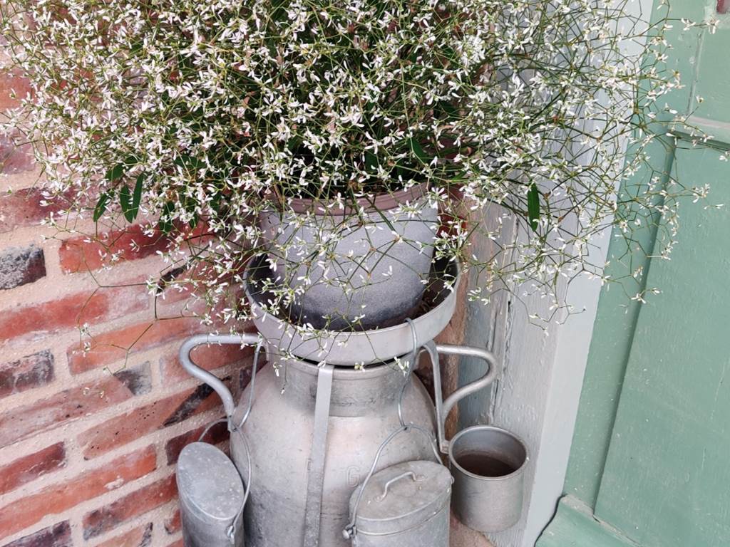 pot à lait fleuri