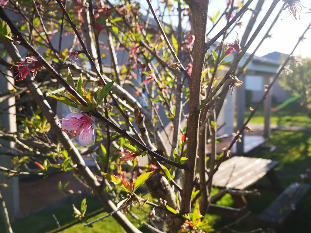 fleur de peche du jardin