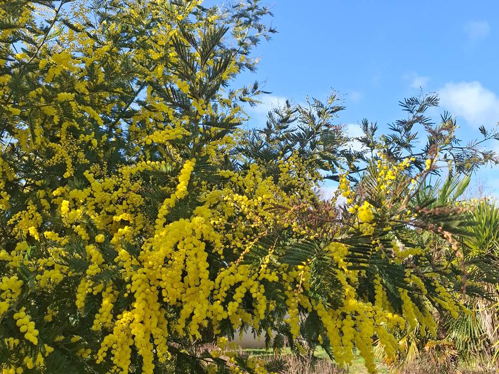 jardin-les-charmes-de-sarlat