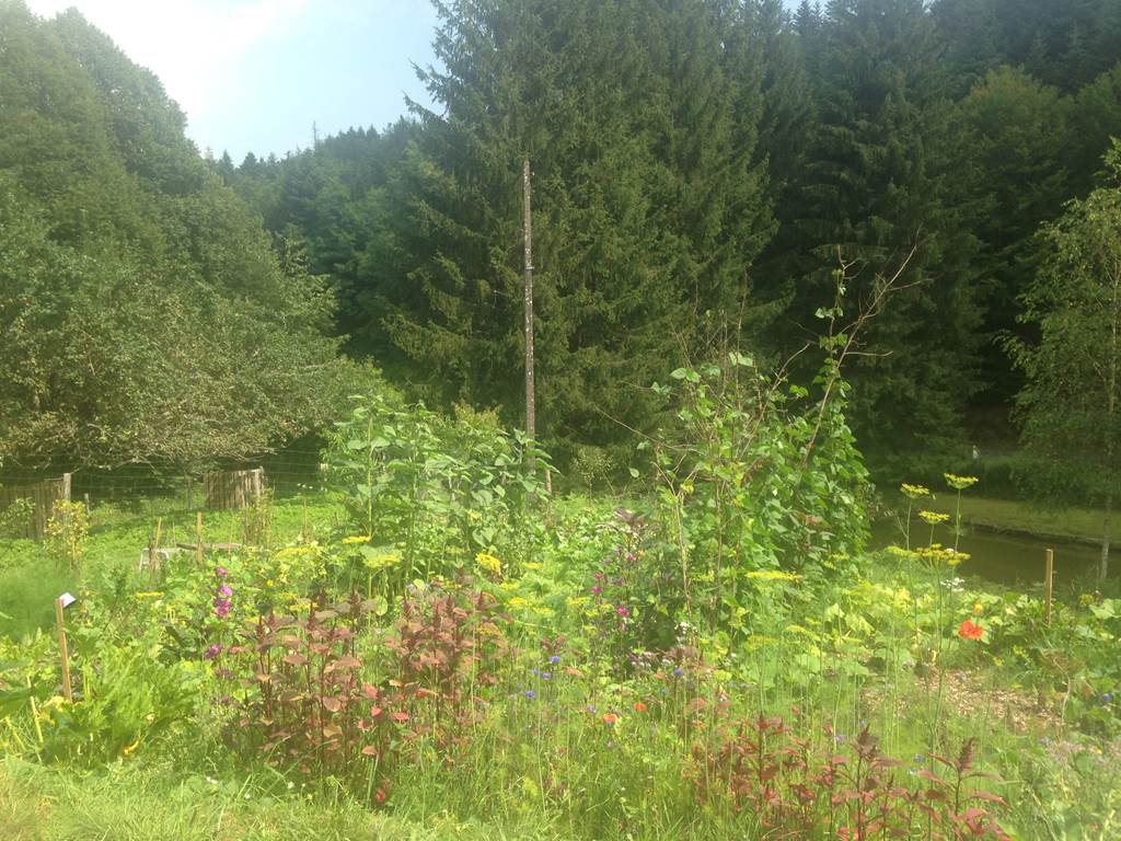Vue sur la nature en été depuis la chambre d'hôte des sapins - potager fleuri pour la biodiversité et verger - étangs et forêt - lieu-dit Norroy - 54480 Saint-Sauveur