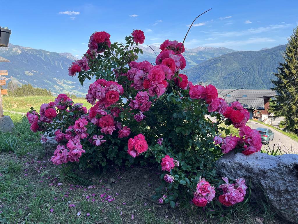 Roses avec en arrière plan vue sur massif