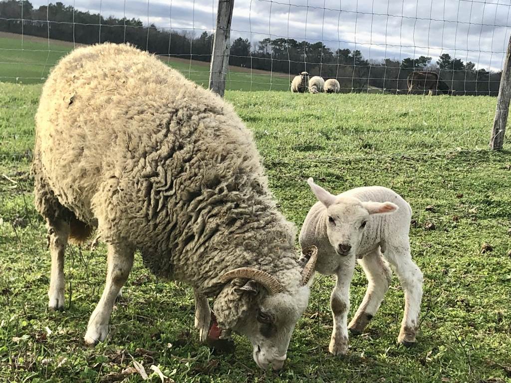 Moutons