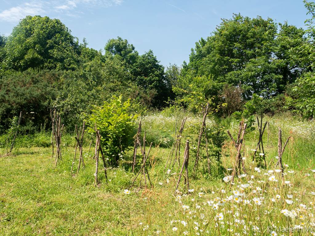 Beeflora-154