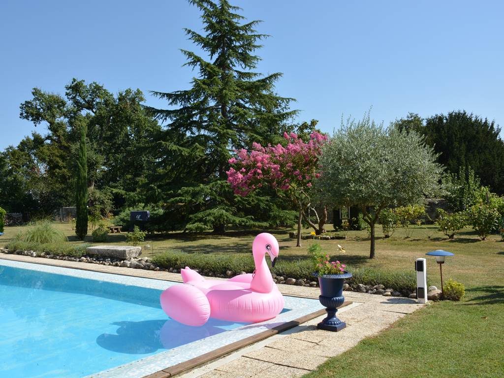 un cygne rose s'est posée sur la piscine